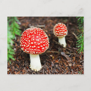 Cartão Postal Jovem Amanita Muscaria