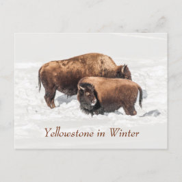 Cartão Postal Jovem Buffalo ou Bison com a Mãe no inverno