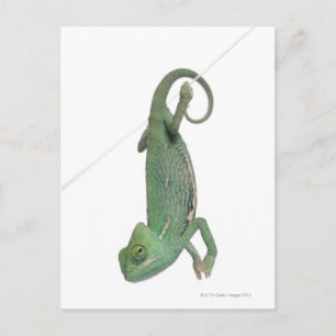 Cartão Postal Jovem camaleão velado Chamaeleo calyptratus