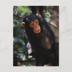 Cartão Postal Jovem Chimpanzé