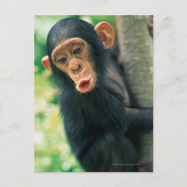 Cartão Postal Jovem Chimpanzé (Pan troglodytes) (Frente)