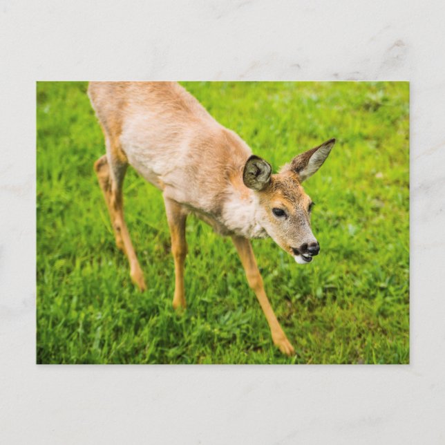 Cartão Postal Jovem Deer (Frente)