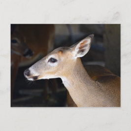 Cartão Postal Jovem Homem Key Deer, Flórida