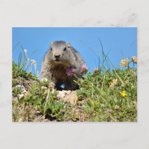 Cartão Postal Jovem marmota alpina