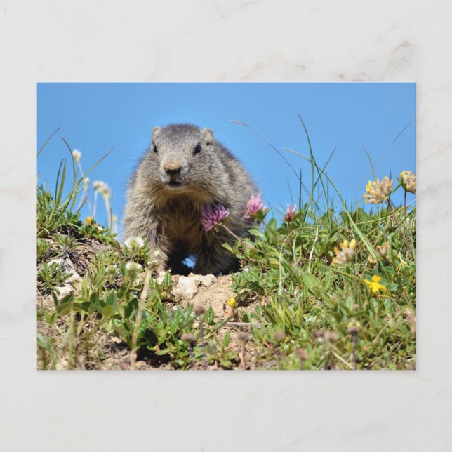 Cartão Postal Jovem marmota alpina (Frente)