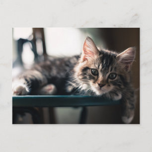 Cartão Postal Jovem Masculino Tabby Cat 2