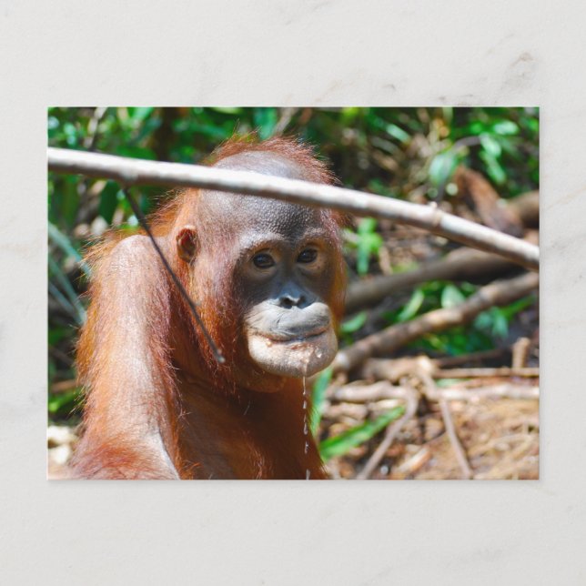 Cartão Postal Jovem Orangutan Bebe Água na ilha de Borneo (Frente)