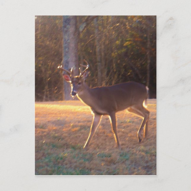 Cartão Postal Jovem Stag Deer no Sol (Frente)
