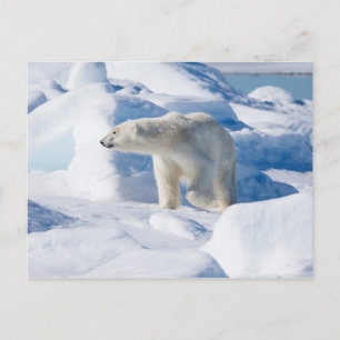 Cartão Postal Jovem Urso Polar Masculino
