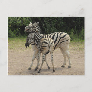 Cartão Postal Jovem Zebra e Mãe Brincando