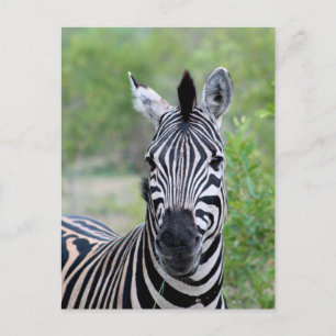Cartão Postal Jovem Zebra Wildlife da África