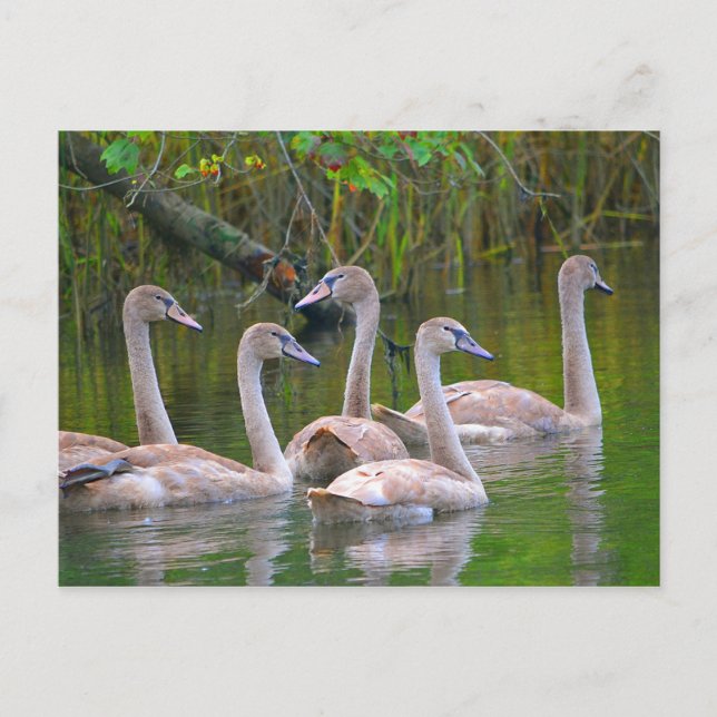 Cartão Postal Jovens Nadam No Rio (Frente)