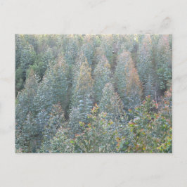 Cartão Postal Jovens Plantações de Eucalyptus