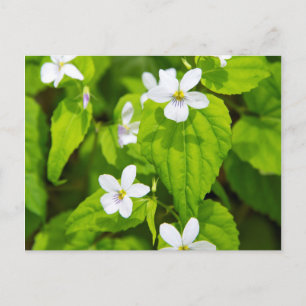 Cartão Postal Joyce Kilmer-Slickrock Wilderness