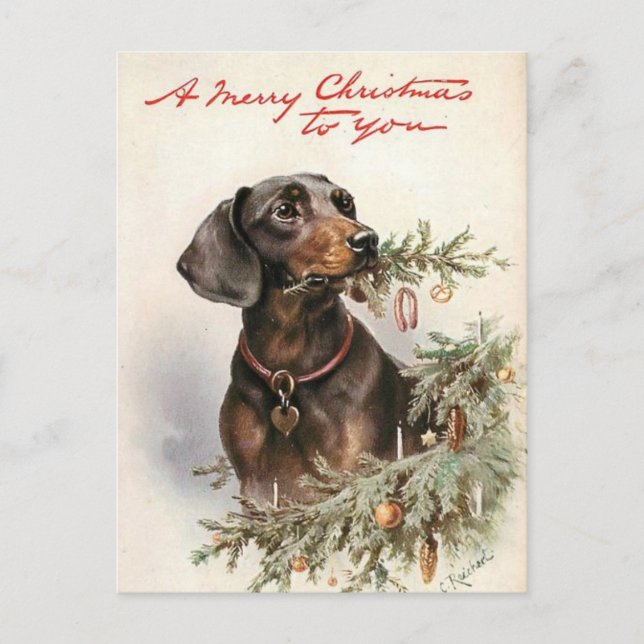 Cartão Postal Joyeux Noël chien Teckel (Frente)