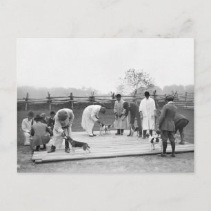 Cartão Postal Julgando Beagles, 1914