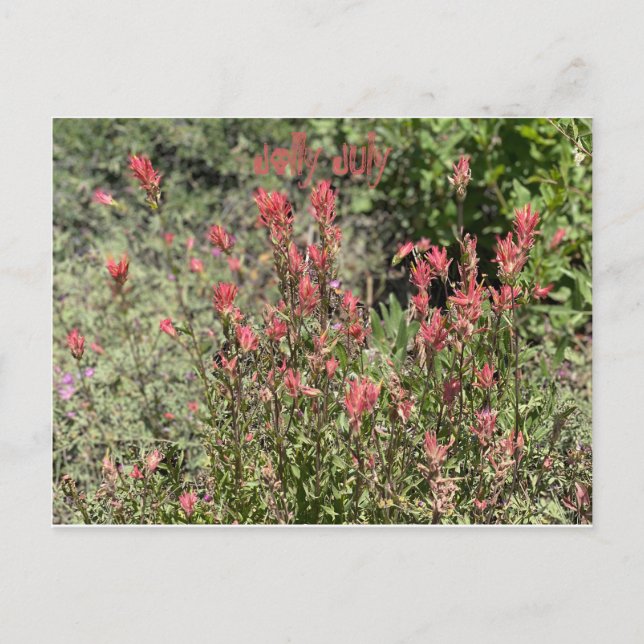 Cartão Postal Julho Alegre (Frente)