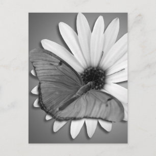 Cartão Postal Julia Butterfly em Daisy