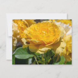 Cartão Postal Julia Child Rosa