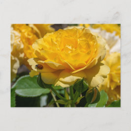 Cartão Postal Julia Child Rosa