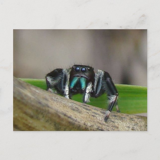 Cartão Postal Jumping Jack! (Frente)