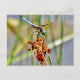 Cartão Postal Junco e Libélula