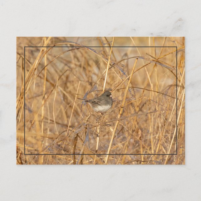 Cartão Postal Junco No Icy Grass (Frente)