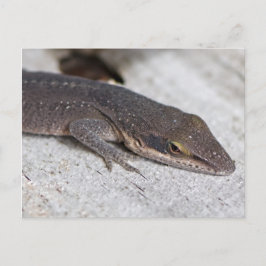 Cartão Postal Junho de Green Anole Lizard