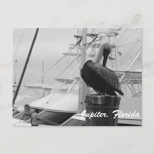 Cartão Postal Jupiter, Cartão-postal Pelicano da Flórida (Frente)