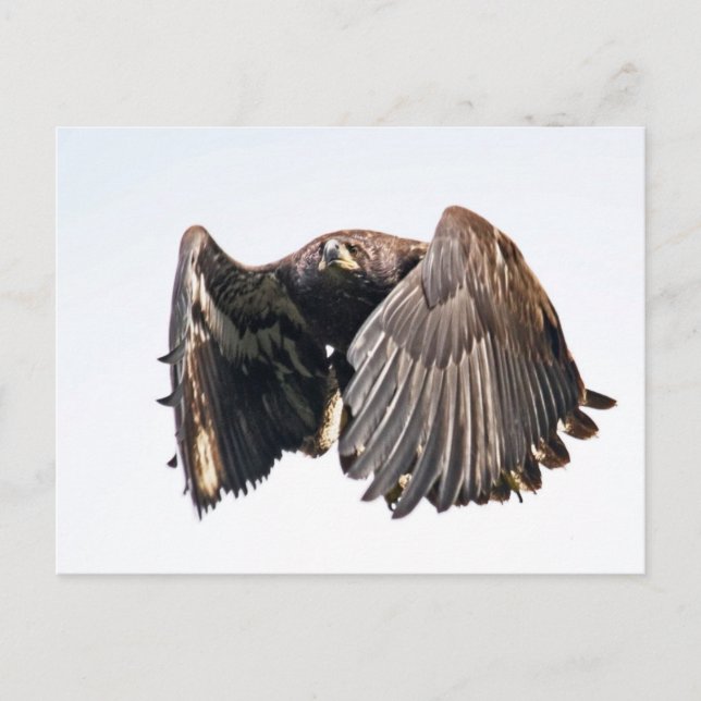 Cartão Postal Juvenil Bald Eagle em Voo (Frente)