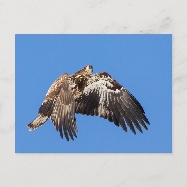 Cartão Postal Juvenil Bald Eagle Em Voo (Frente)