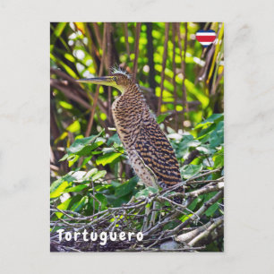 Cartão Postal Juvenil Bare-throated Tiger Heron em Tortuguero