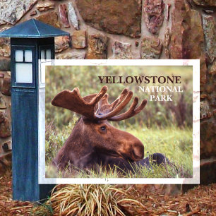 Cartão Postal Juvenil Bull Moose Descendo em Grass Yellowstone