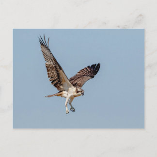 Cartão Postal Juvenil Osprey em voo