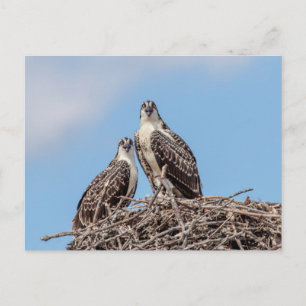 Cartão Postal Juvenil Osprey no ninho