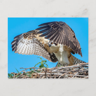 Cartão Postal Juvenil Osprey no ninho