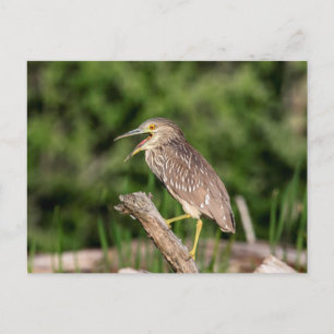 Cartão Postal Juvenile Black Crowned Night Heron