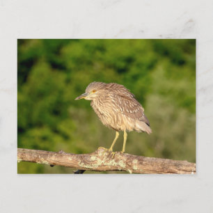 Cartão Postal Juvenile Black Crowned Night Heron