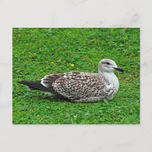 Cartão Postal Juvenile Herring Gull (Frente)