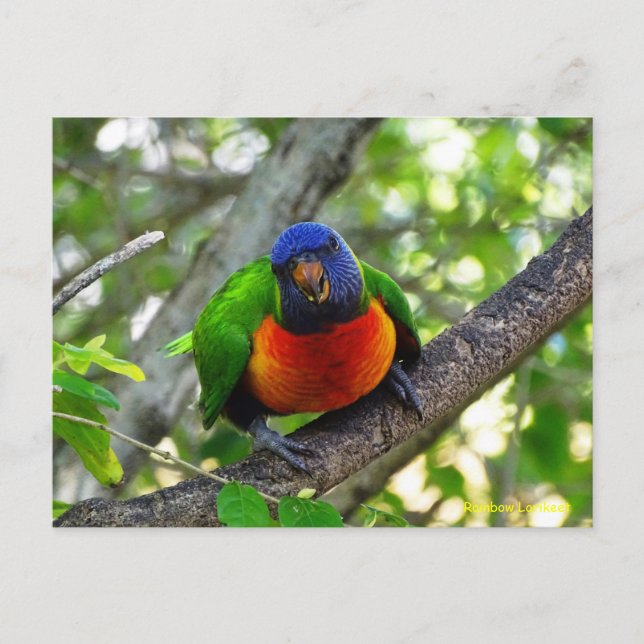 Cartão Postal Juvenile Rainbow Lorikeet (Frente)