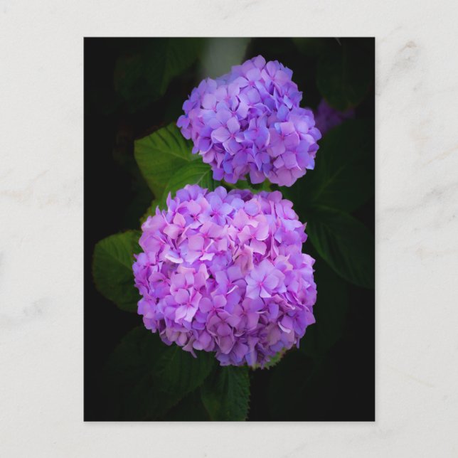 Cartão Postal Kaart met een foto van mooie paars rose hortensia (Frente)