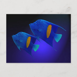 Cartão Postal Kaiserfischpaar