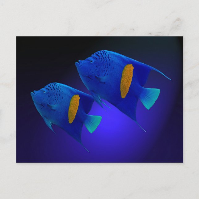 Cartão Postal Kaiserfischpaar (Frente)