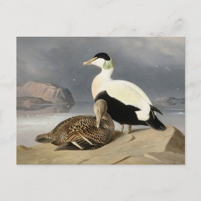 Cartão Postal Kaksi Haahkaa por Ferdinand von Wright (Frente)