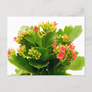 Cartão Postal Kalanchoe blossfeldiana