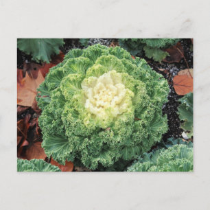 Cartão Postal Kale Ornamental