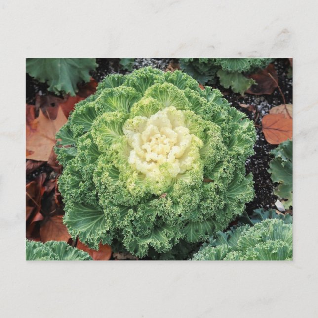 Cartão Postal Kale Ornamental (Frente)