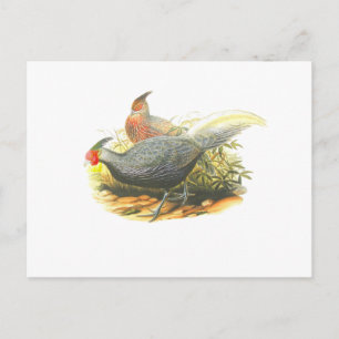 Cartão Postal Kalij Pheasant