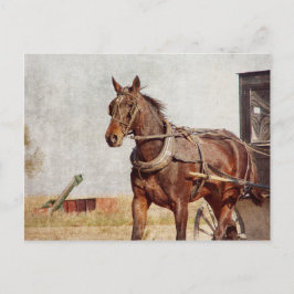 Cartão Postal Kalona, cavalo de Iowa Amish e carrinho