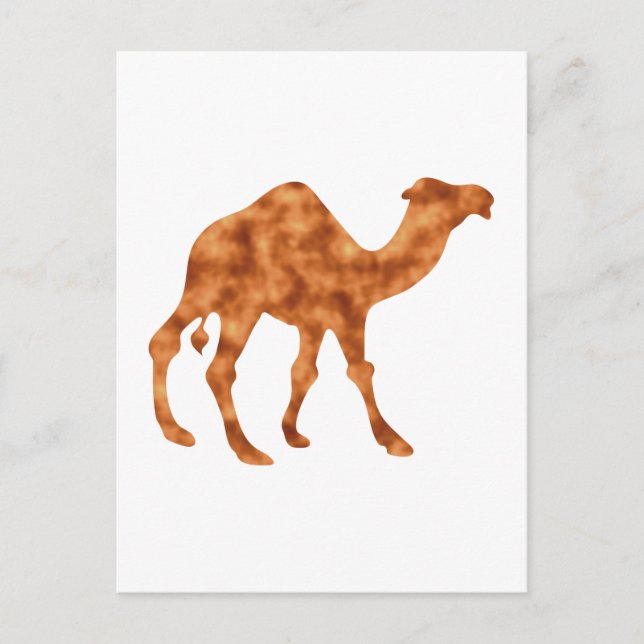 Cartão Postal Kamel camel (Frente)